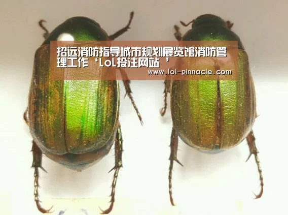  2026年最佳英雄联盟投注网站